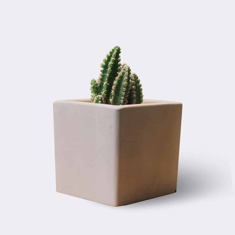 Cactus2 Free Img 2