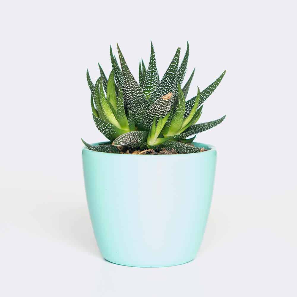 Plant6 Free Img 2